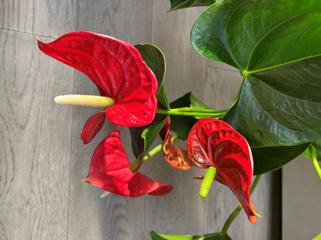 Anthurium