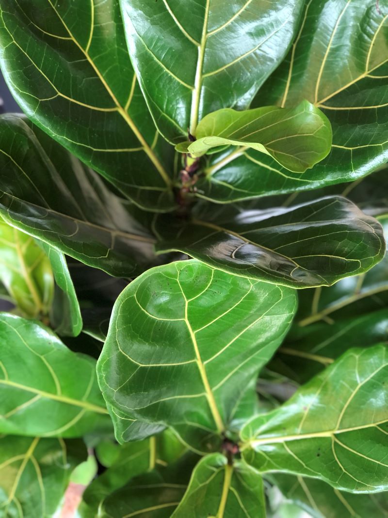 Ficus Lyrata