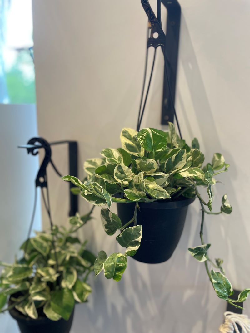 Pothos pearls Jade