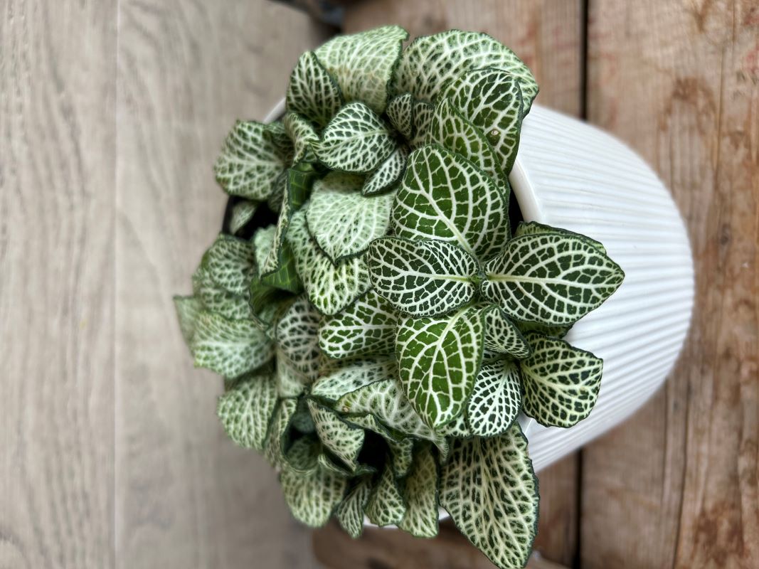 Fittonia