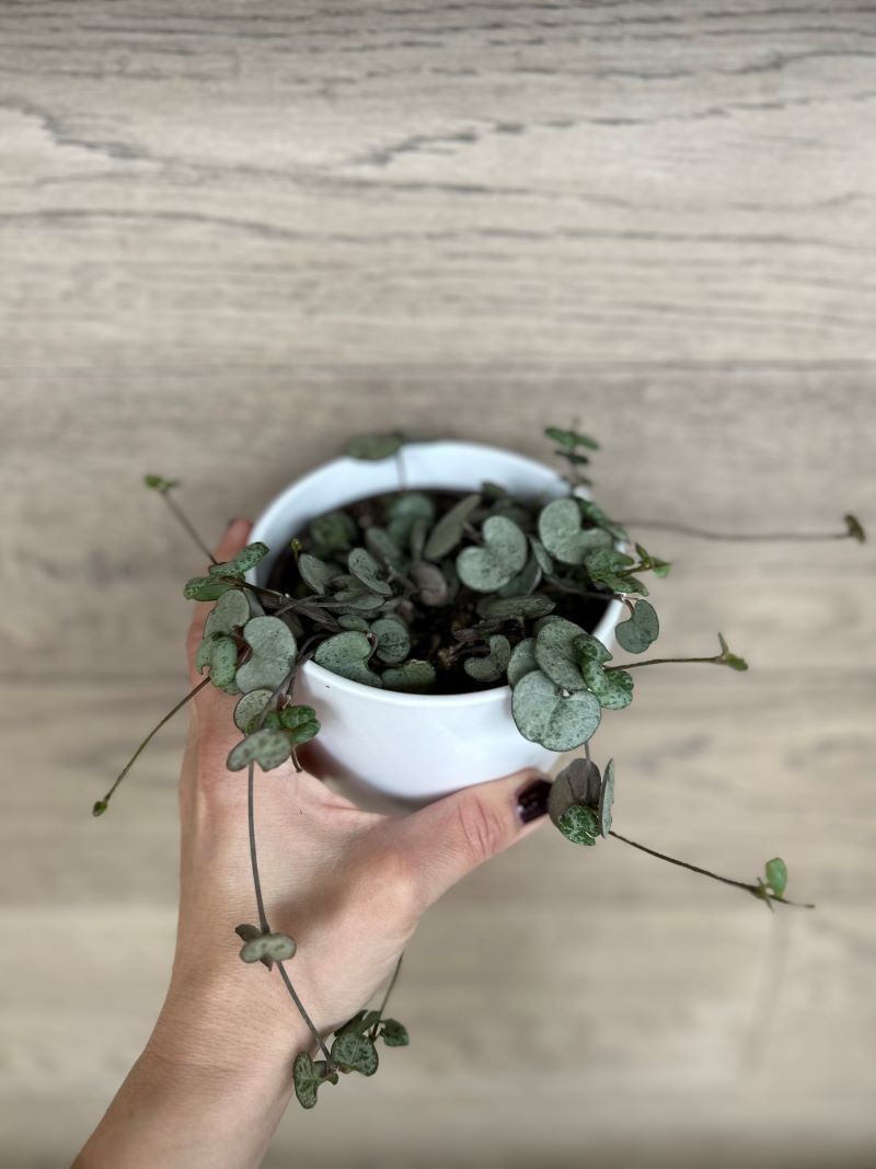 Ceropegia woodii silver glory