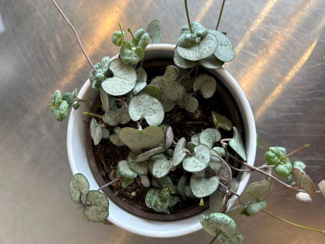 Ceropegia woodii silver glory