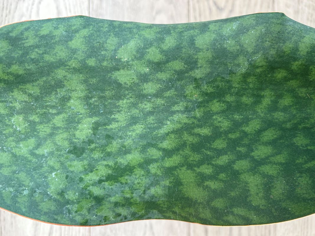 Sanseveria whalefin