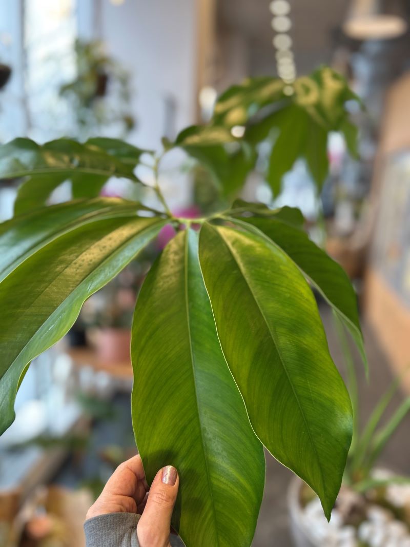 Philodendron goeldii
