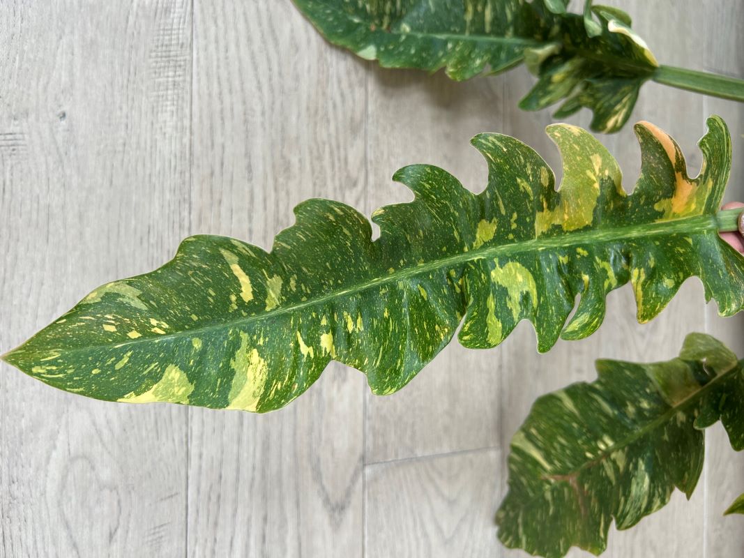 Philodendron golden girl