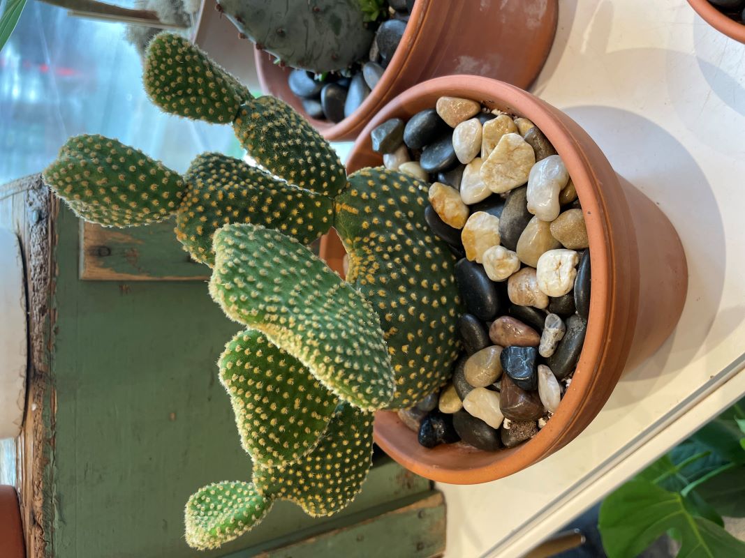 Cactus 