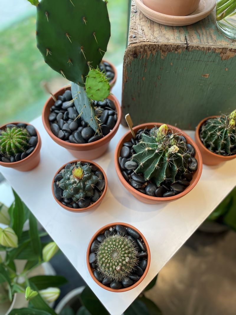 Cactus 