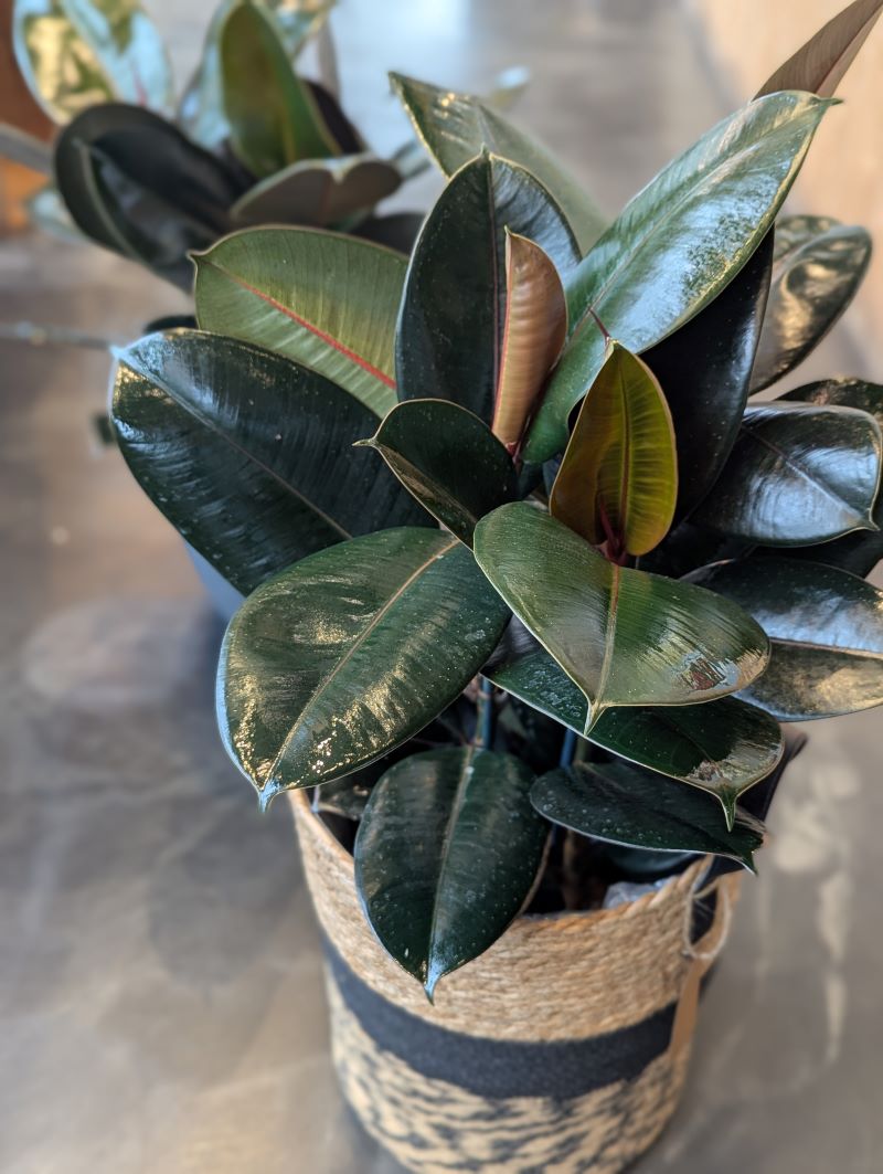 Ficus elastica burgundy