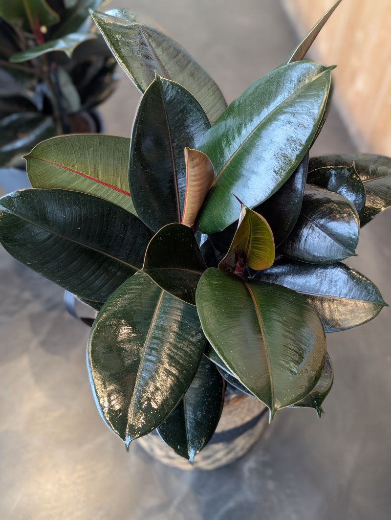 Ficus elastica burgundy