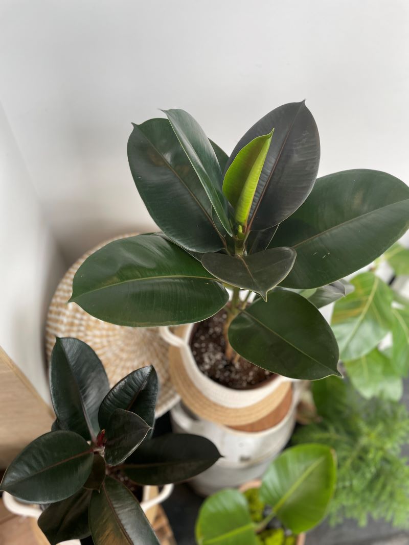 Ficus elastica burgundy