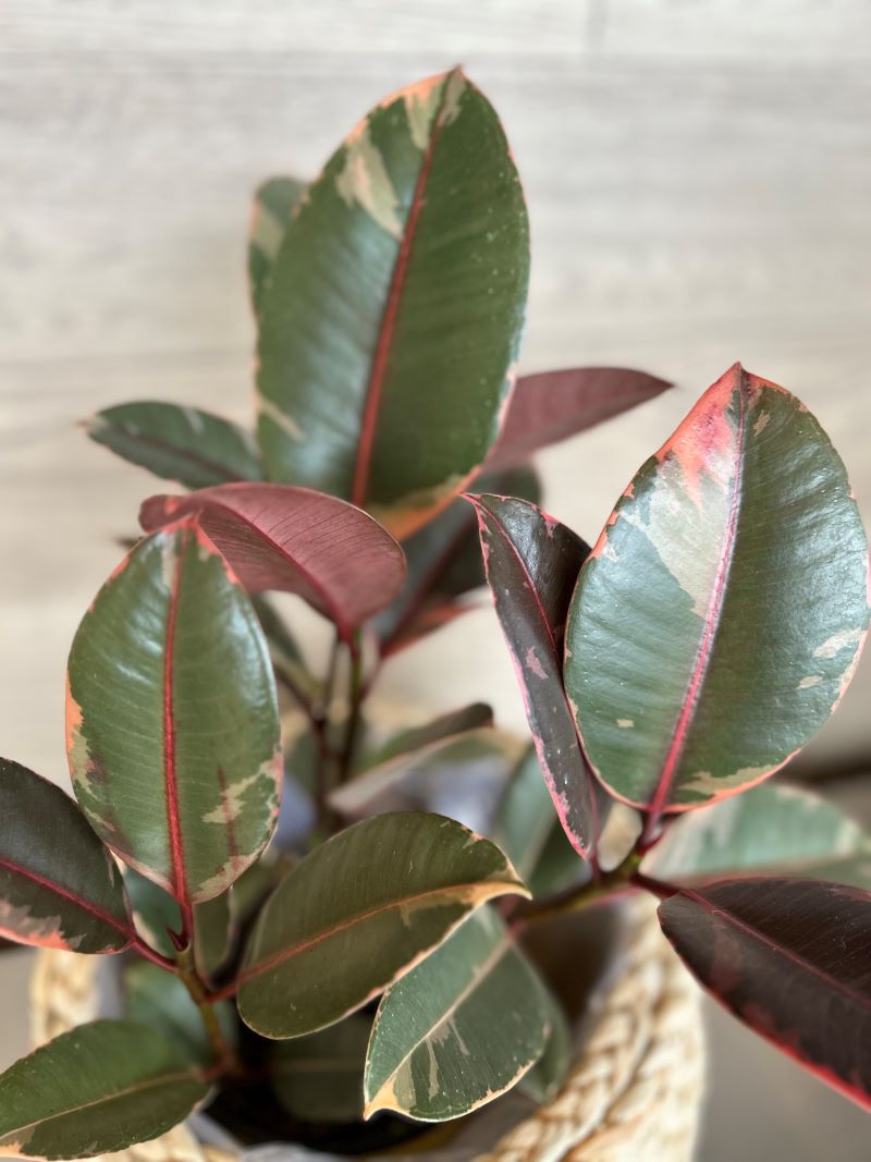 Ficus ruby
