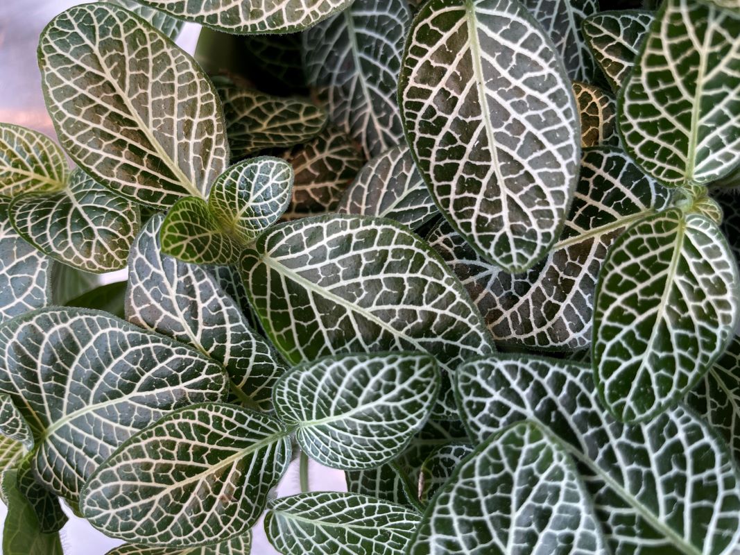 Fittonia