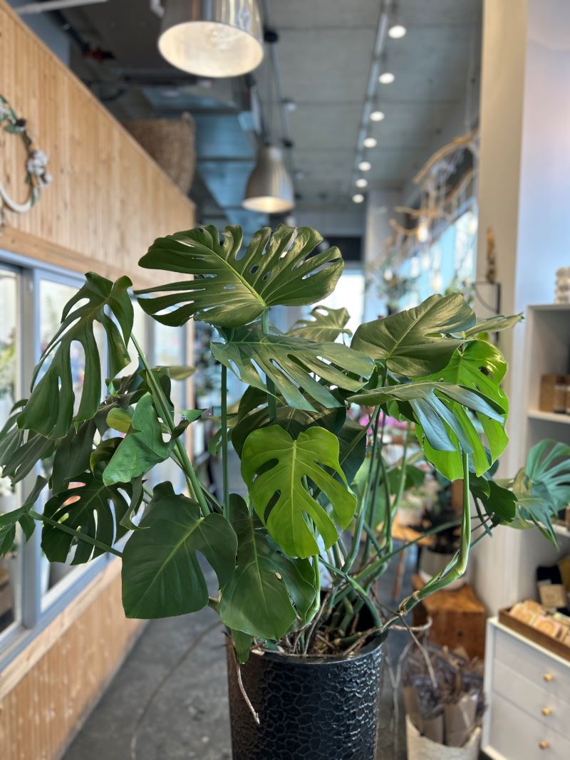 Monstera deliciosa