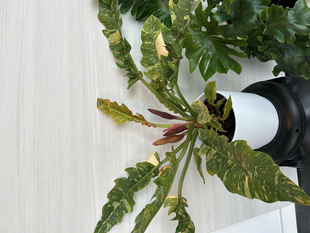 Philodendron golden girl