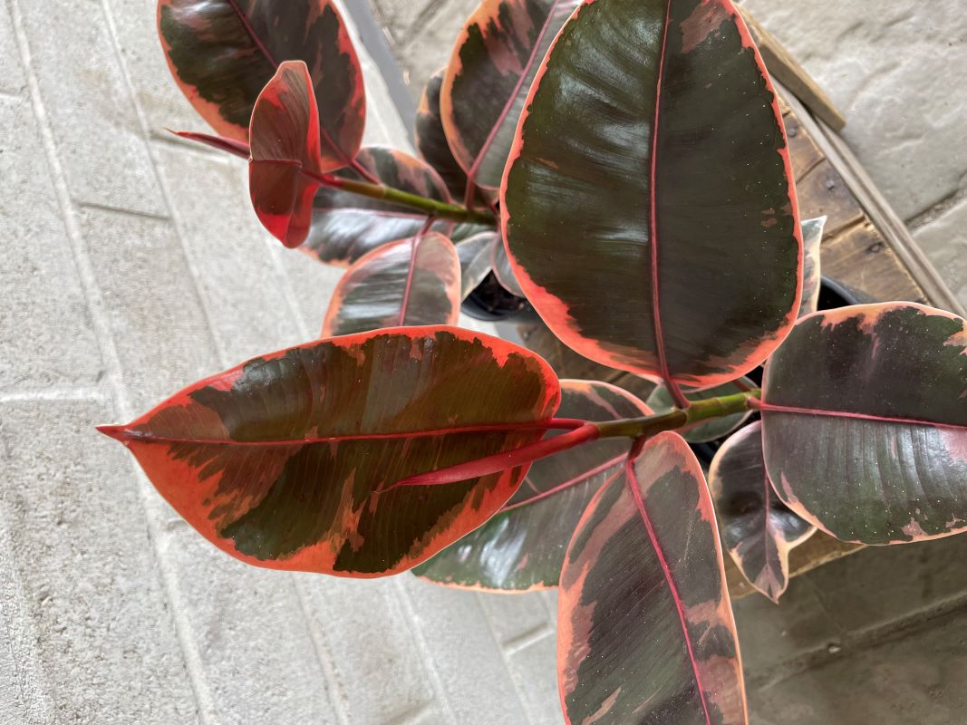 Ficus ruby
