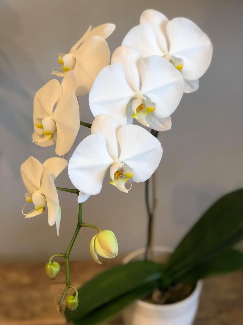 Orchidée Blanche