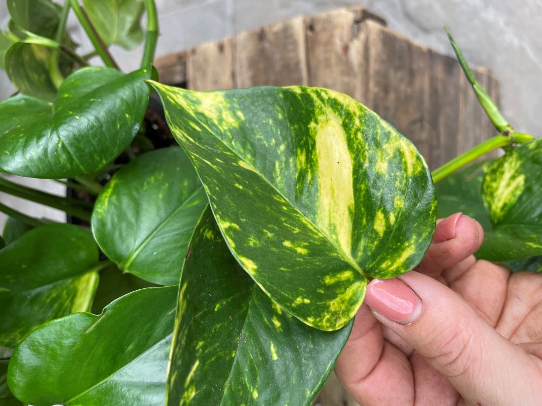 Pothos doré