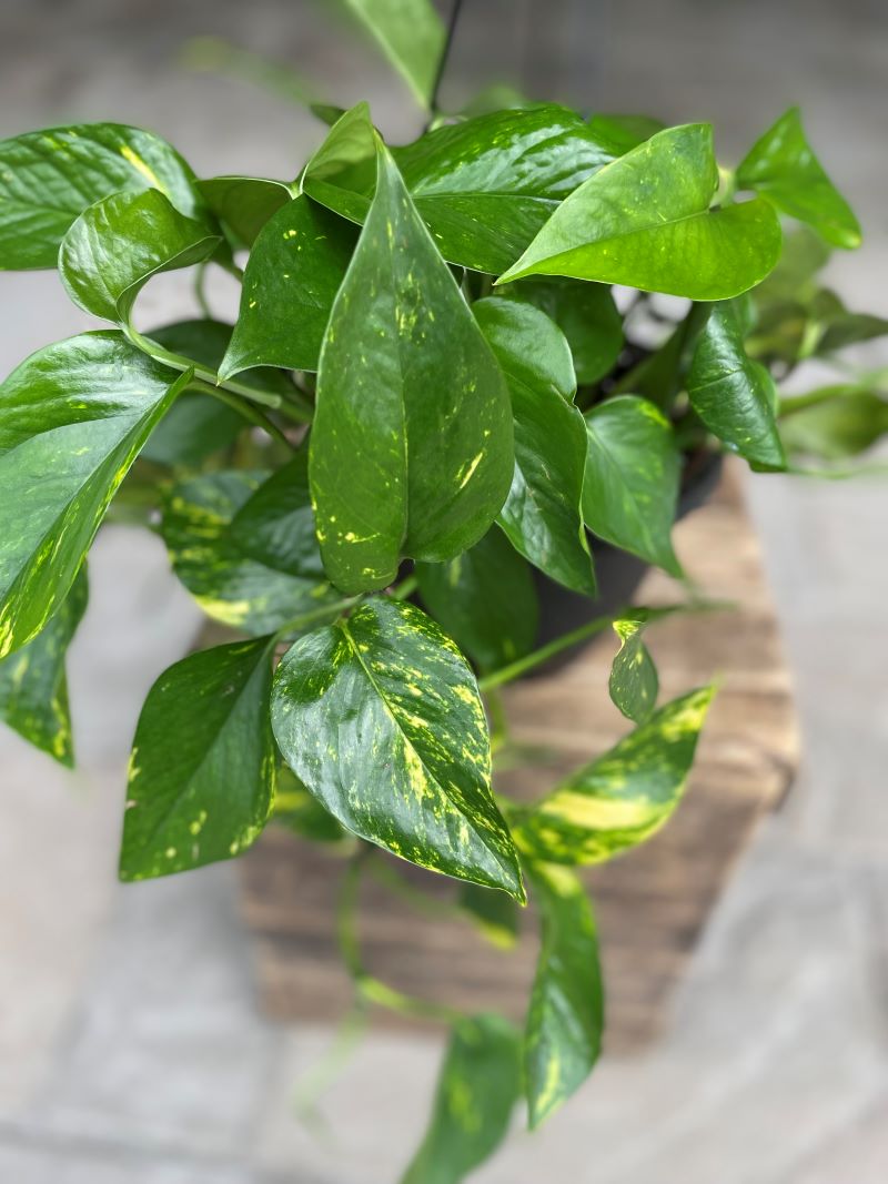 Pothos doré