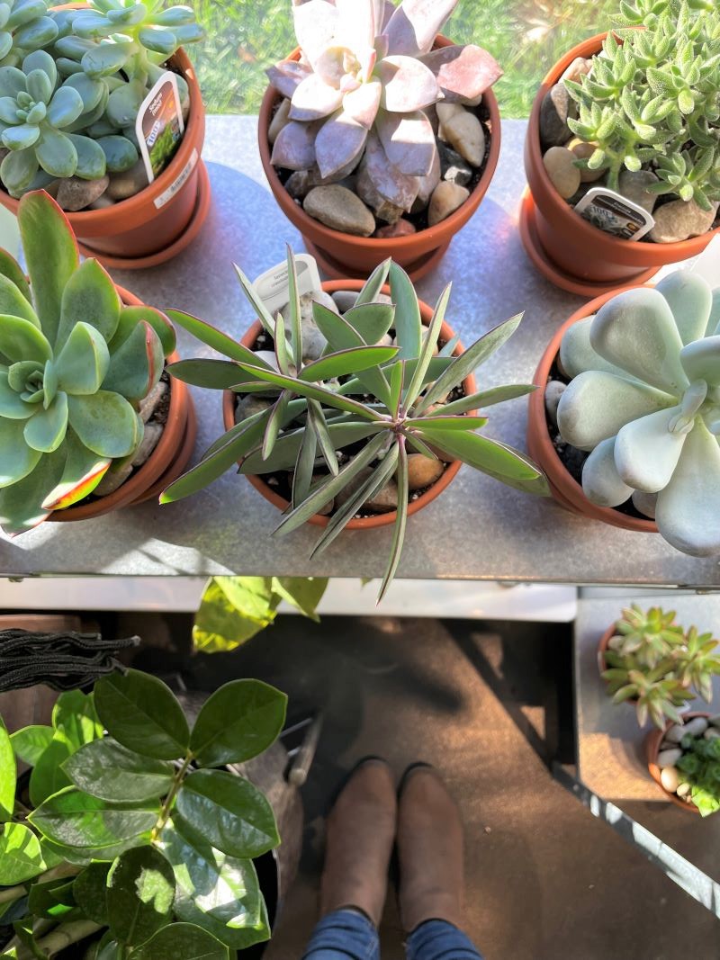 Plante succulent