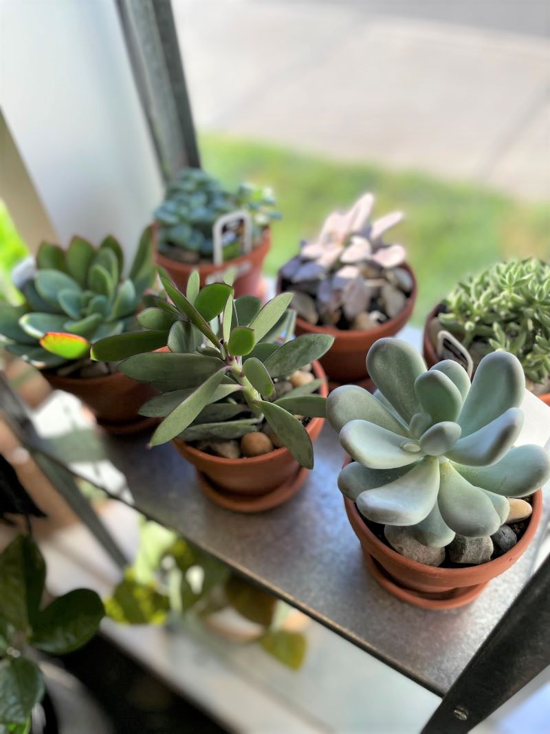 Plante succulent