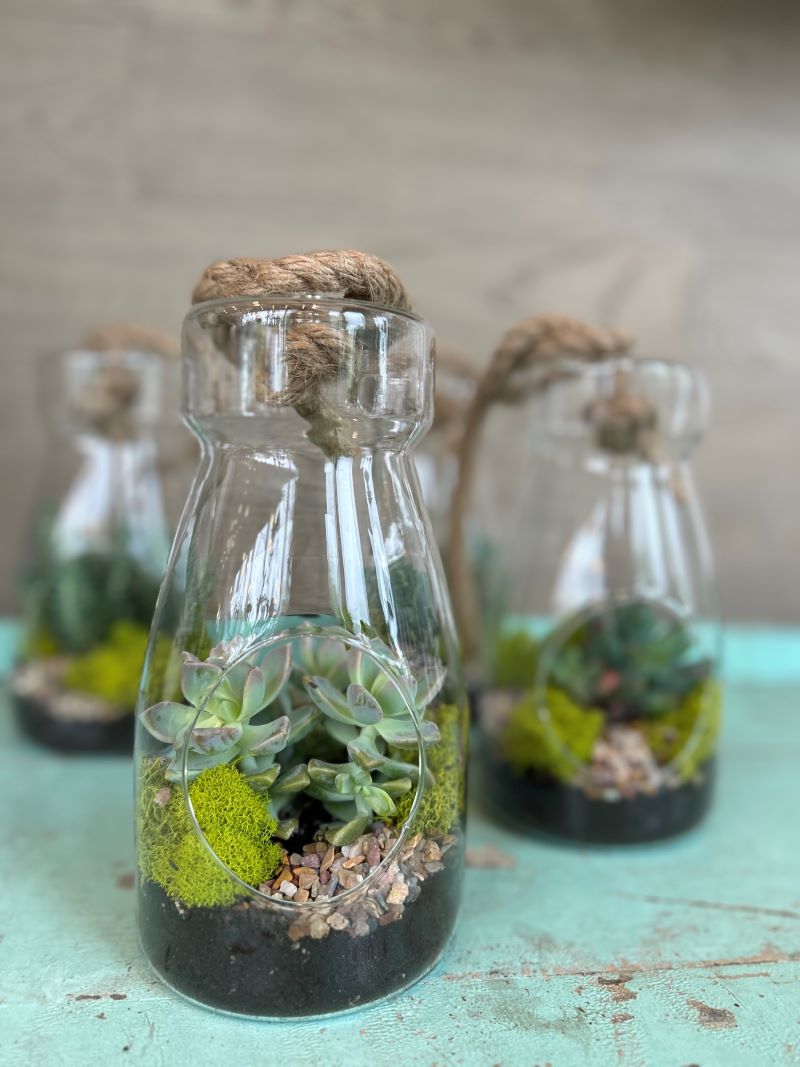 Petit terrarium succulent