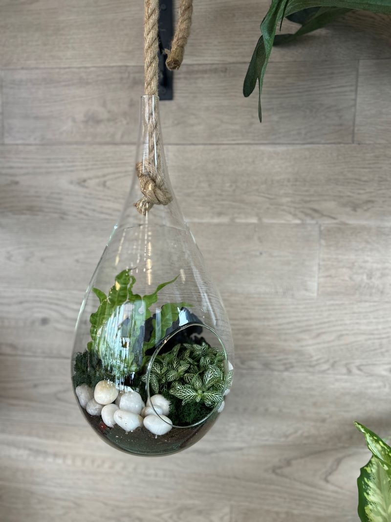 Terrarium succulente