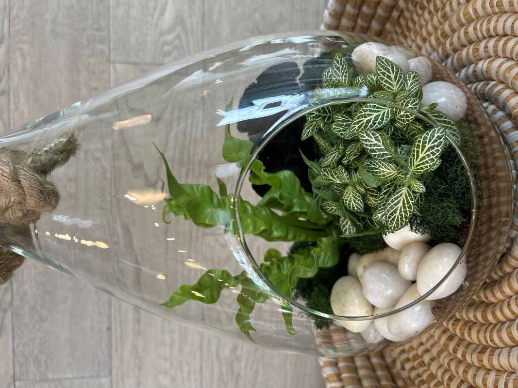 Terrarium succulente
