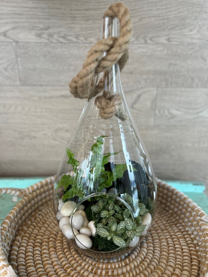 Terrarium succulente