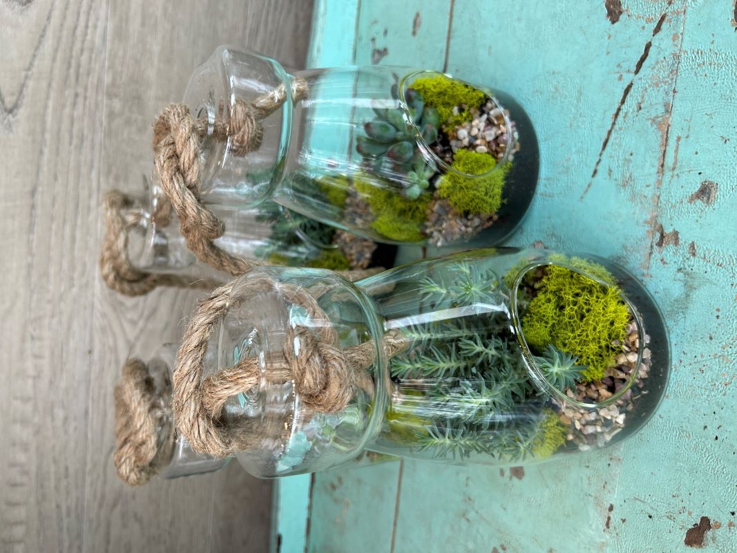 Petit terrarium succulent