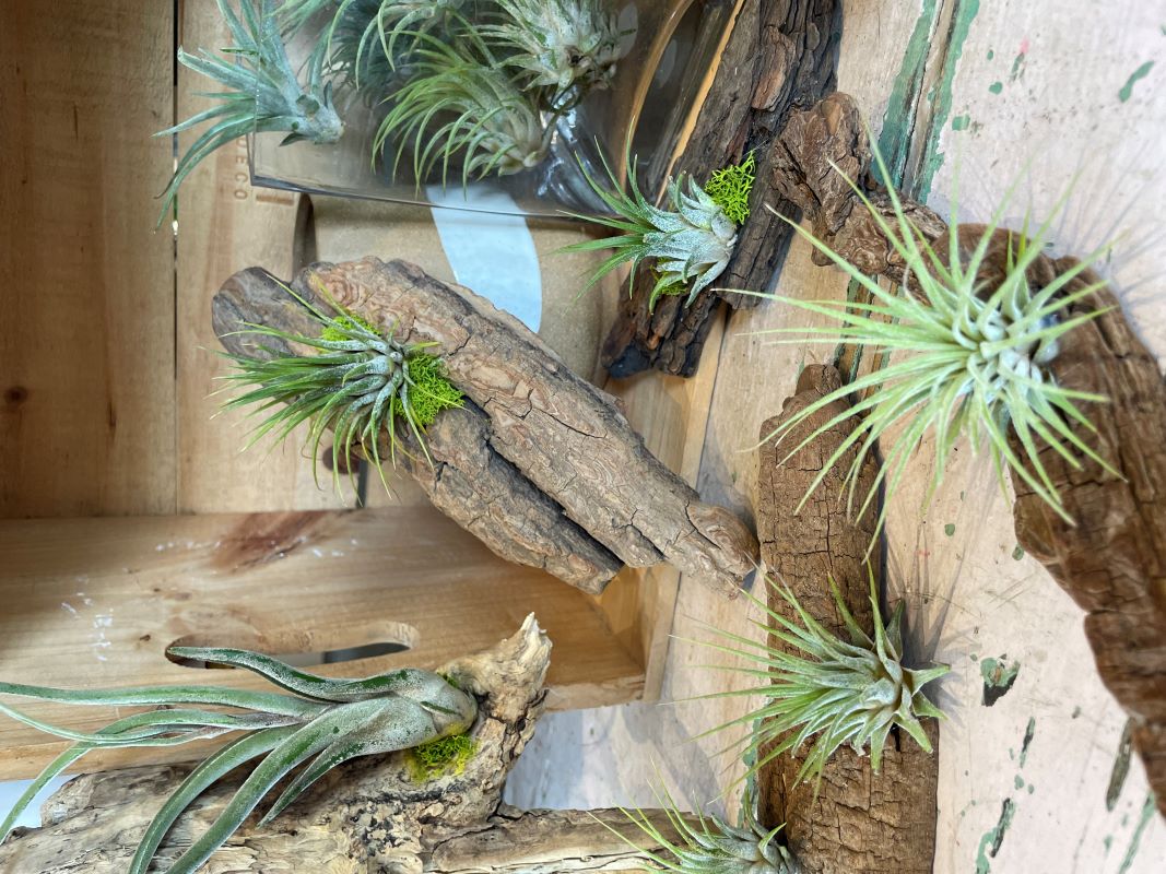 Tillandsia sur bois