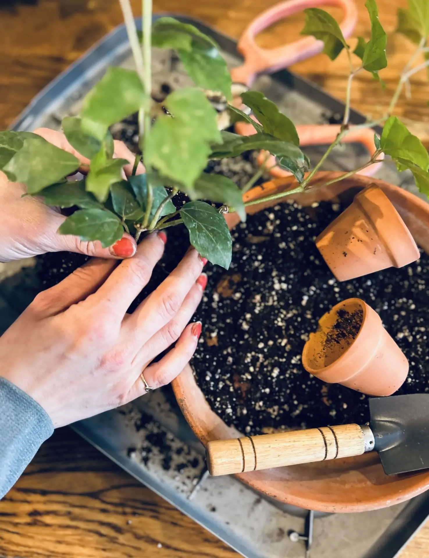 Rempotage de plantes à Montréal – Service offert en boutique
