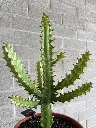 euphorbe terre cuite.webp