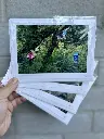 carte photo Monsieur Henri (4).webp