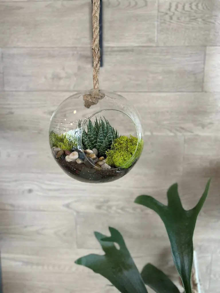 Terrarium suspendu en verre avec plante succulente, mousse verte et pierres décoratives, créé par La Maison d’Alcantara à Montréal (3).webp
