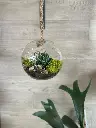 Terrarium suspendu en verre avec plante succulente, mousse verte et pierres décoratives, créé par La Maison d’Alcantara à Montréal (3).webp