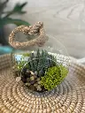 Terrarium suspendu en verre avec plante succulente, mousse verte et pierres décoratives, créé par La Maison d’Alcantara à Montréal (1).webp
