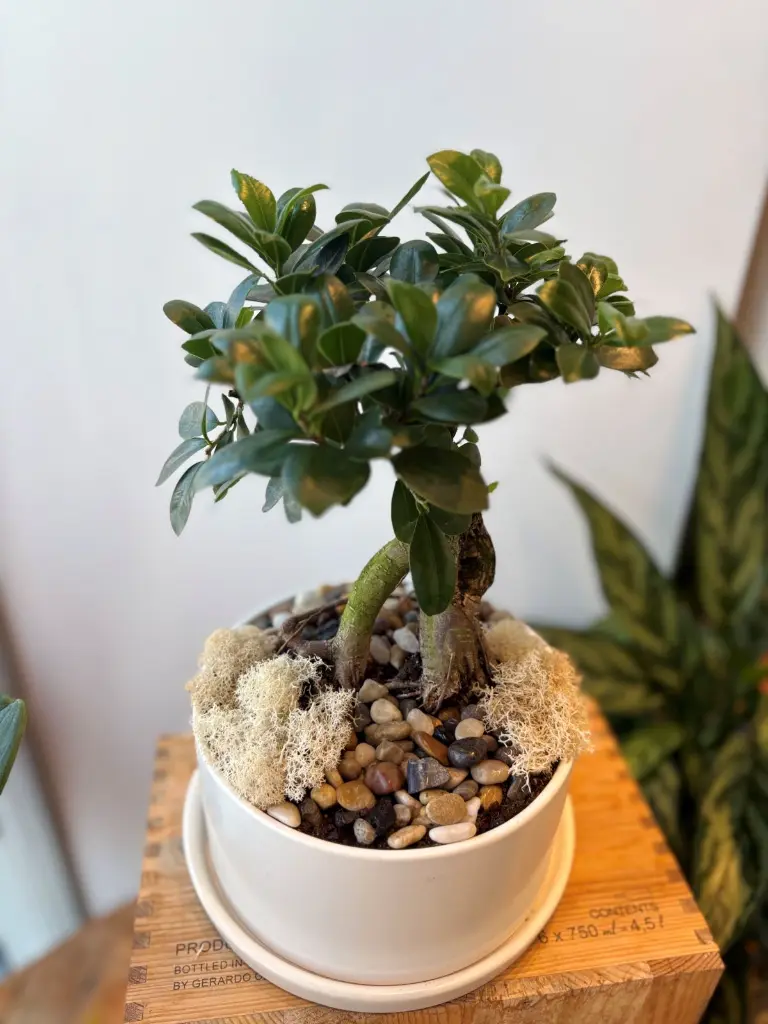 Ficus-bonsai-plante.webp