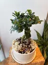 Ficus-bonsai-plante.webp