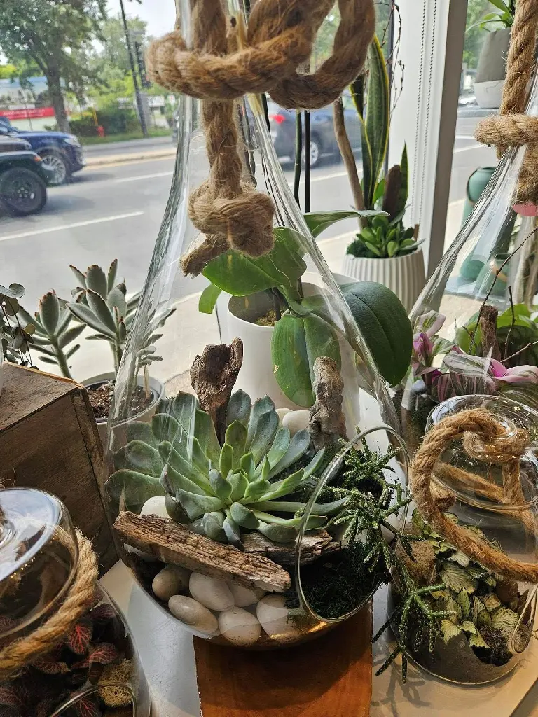 Terrarium de plantes vertes avec mousse et pierres blanches dans un contenant en verre décoré d’une corde, créé par La Maison d’Alcantara à Montréal (5).webp