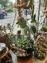 Terrarium de plantes vertes avec mousse et pierres blanches dans un contenant en verre décoré d’une corde, créé par La Maison d’Alcantara à Montréal (5).webp