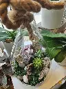 Terrarium de plantes vertes avec mousse et pierres blanches dans un contenant en verre décoré d’une corde, créé par La Maison d’Alcantara à Montréal (4).webp