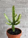 euphorbe terre cuite 2.webp