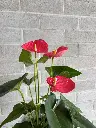 anthurium 2.webp
