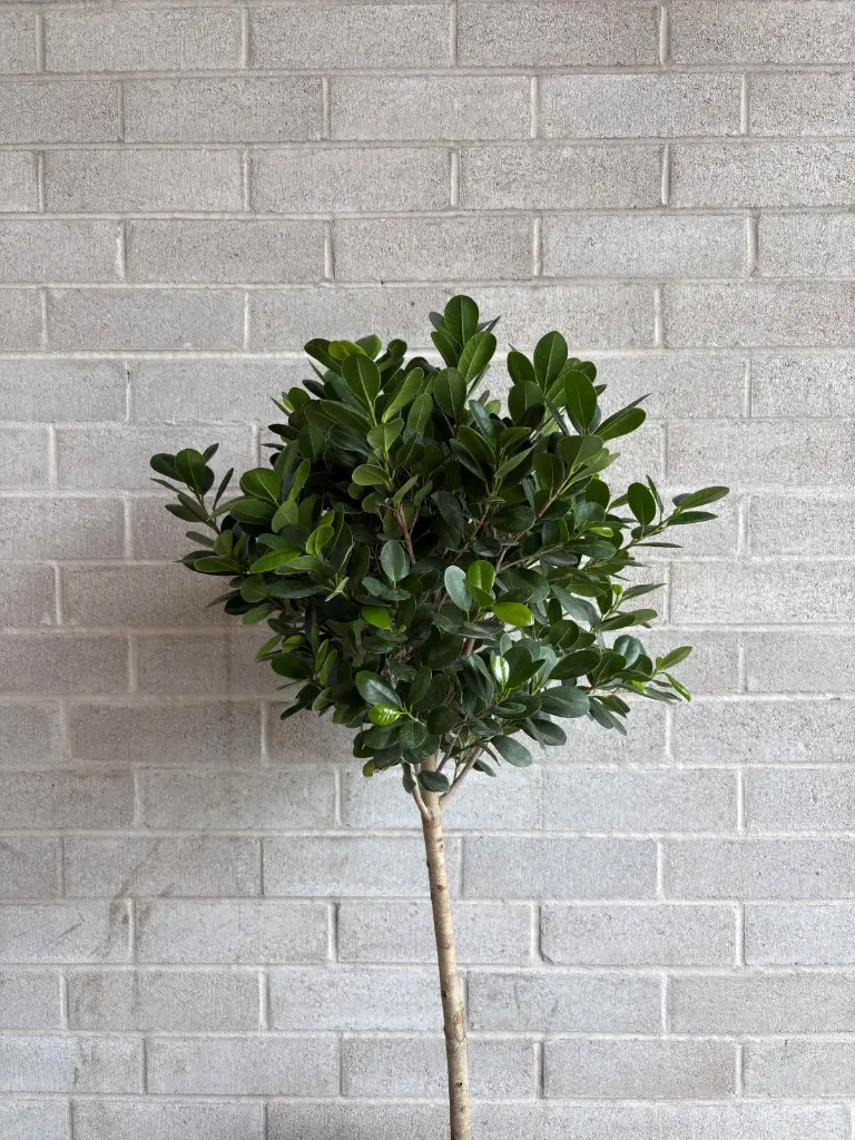 ficus daniella.webp