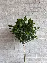 ficus daniella.webp