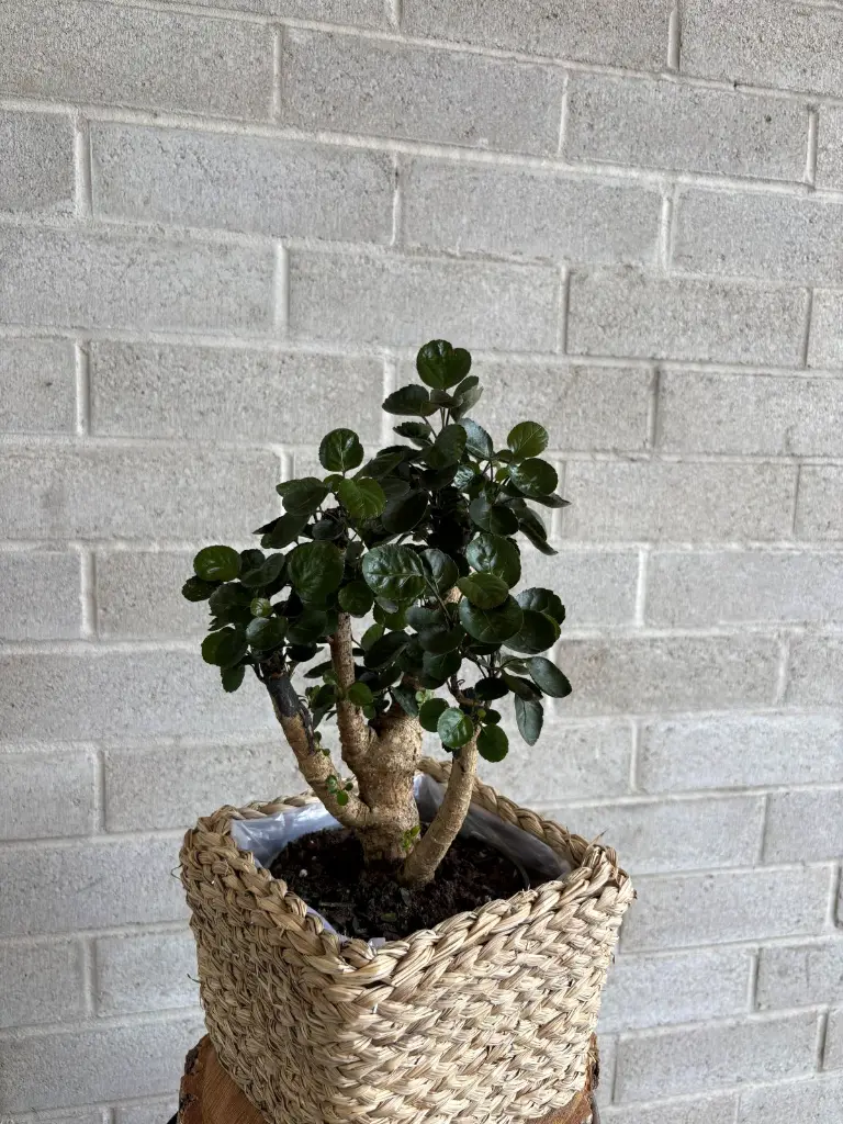 aralia.webp