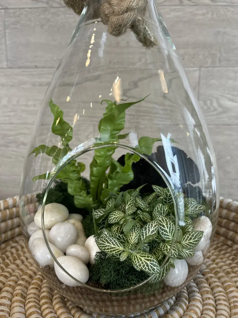 terrarium goute intérieur (3).webp
