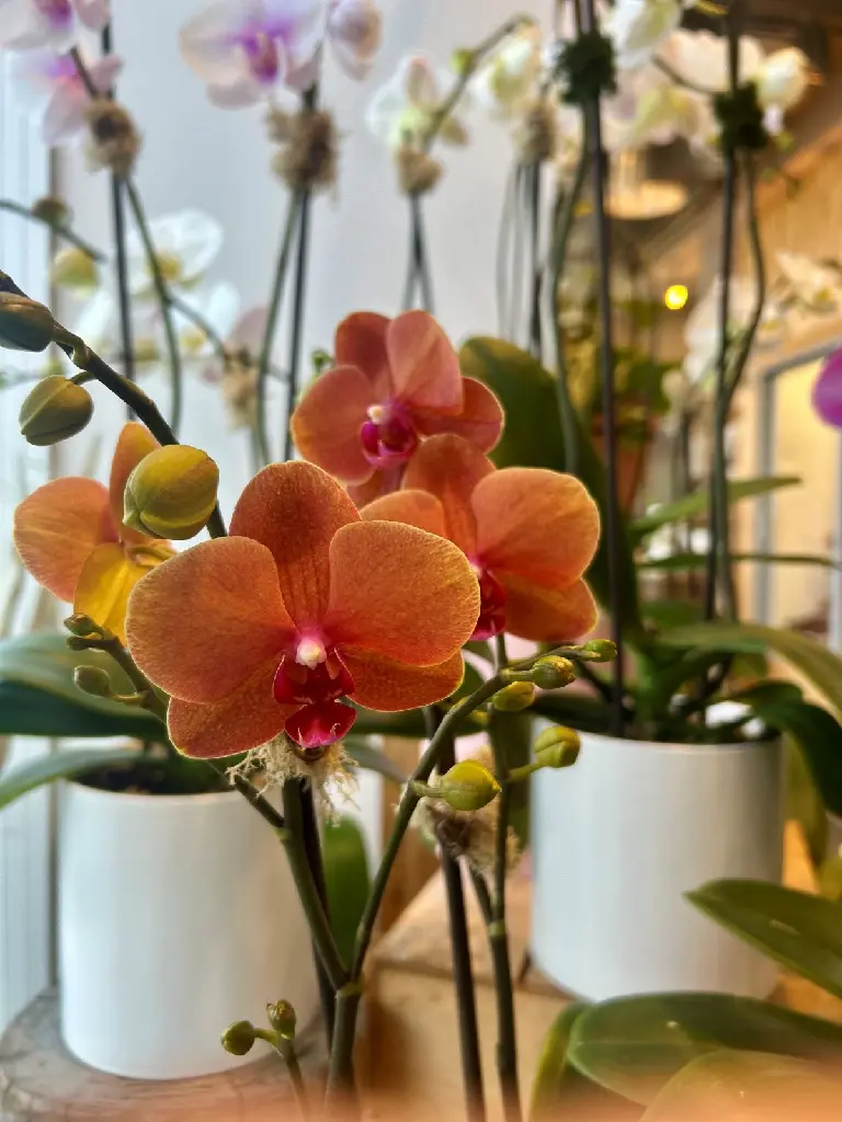 Orchidée Phalaenopsis couleur assortie à deux hampes florales produite dans des serres du Québec et offerte par La Maison d’Alcantara à Montréal.webp