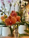 Orchidée Phalaenopsis couleur assortie à deux hampes florales produite dans des serres du Québec et offerte par La Maison d’Alcantara à Montréal.webp