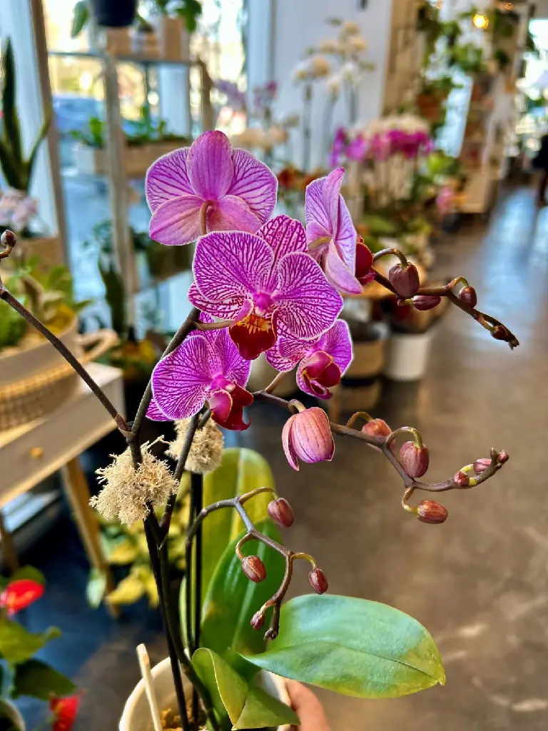 Nos orchidées sont produites dans des serres du Québec .webp